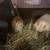 Holland Lop Looking for forever home. 1 thumbnail