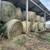 1ST CUT LARGE ROUNDS HAY, ALFALFA/ORCHARD MIX 4 thumbnail