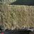 Colorado Orchard Grass Hay 2 thumbnail