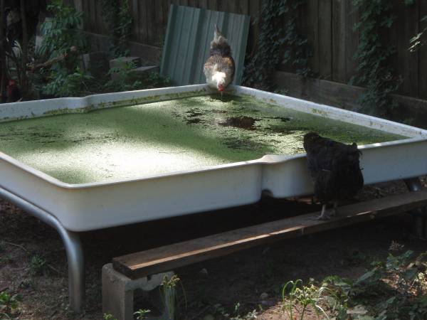 Chicken self harvesting Duckweed Feeder 1