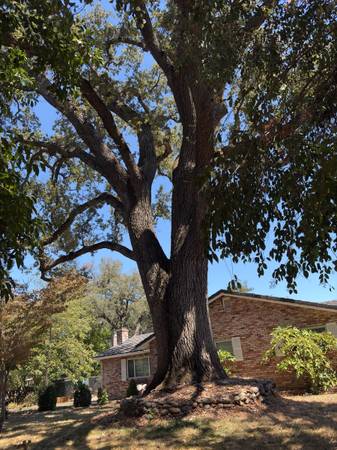 Oak tree swing 1
