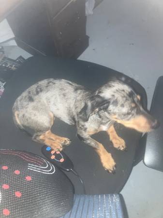 Rehoming 11 m female blue brindle dashshund (Kansas City Kansas)63623063324417121