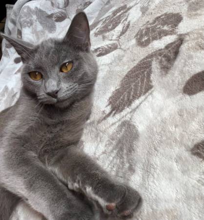 Gentle, Super Friendly & Playful, 10 Month Kitten for a Loving Home. (North Highlands)63919895419011120