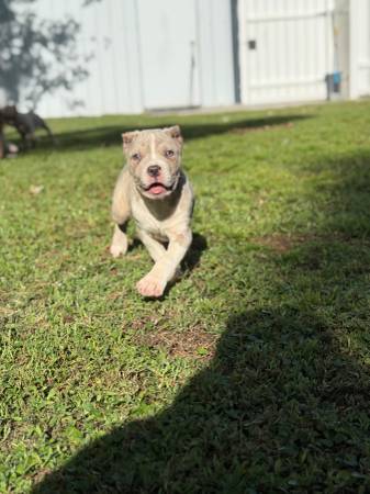 AMERICAN BULLY ?? (New Bern)63948404234882122