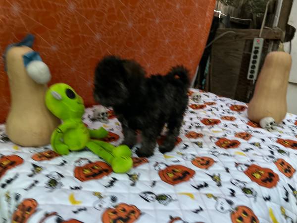 Schnauzer puppies (gilroy)63934079143042120