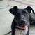 Rehoming Dog border collie/lab mix 7 thumbnail