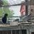 Chickens 5 thumbnail