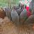 Guineas 1 thumbnail