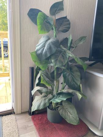 Decorative plant with black base 1