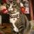 Cats Available 1 thumbnail