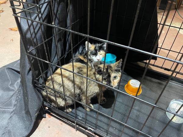2 kittens to rehome (Pico Rivera)63953816102402123