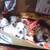 Chihuahua Puppies 2 thumbnail