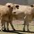 Bred Charolais Cross Replacement Heifers 1 thumbnail