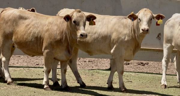 Bred Charolais Cross Replacement Heifers 1