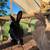 Argente Rabbits 2 thumbnail