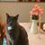 Part-Time Pet Sitter | Evenings & Weekends | Marlborough Area 1 thumbnail