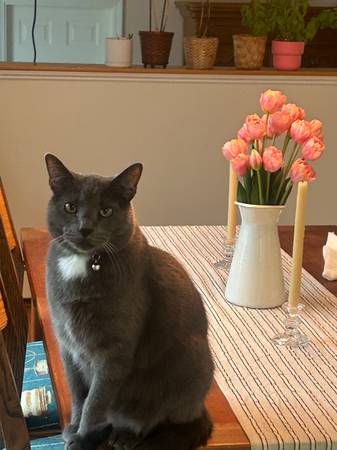 Part-Time Pet Sitter | Evenings & Weekends | Marlborough Area 1