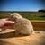 Cream Holland Lop Baby Bunny Rabbit- Bunnies 5 thumbnail