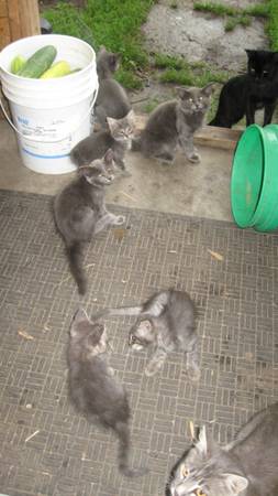 Barn kitties 1