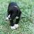 Adorable Lab Mix Puppy ! 4 thumbnail
