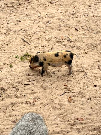 Pet Piglets63687883217025122