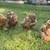 Chickens 10 thumbnail
