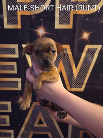 Chihuahua mix puppies 1