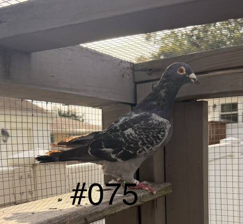 Pigeons- Home Racing 1