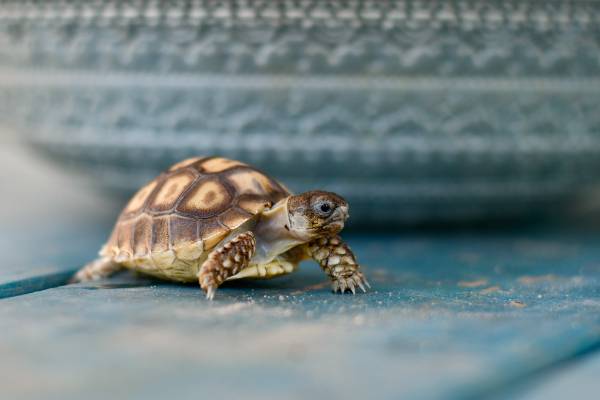 ? Baby Sulcata Tortoises turtle - $80 (Manteca) (dublin / pleasanton / livermore)63836592495489121
