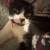 Cat for sale $20-40 3 thumbnail