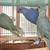Indian Ringneck Parrots 1 thumbnail