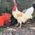 Bantam/leghorn rooster 1 thumbnail