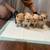 Cream Pomeranian brown 1 thumbnail