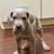 Great Dane Puppies 13 thumbnail