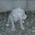Pitbull xl rednose fawn puppies 5 thumbnail