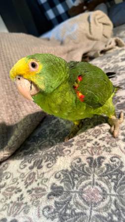 Double yellow amazon parrot (Worcester)64317642813057124