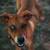 Foster needs her forever home 1 thumbnail
