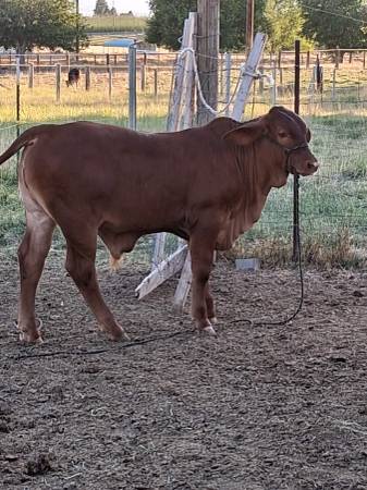 Bull calf 1