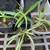 $5 Each Sale Beautiful Spider plant house plant houseplant  Cash only 1 thumbnail