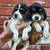 beagle pups 1 thumbnail