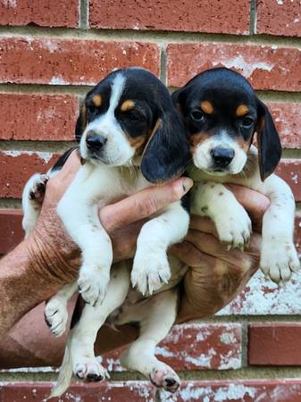 beagle pups 1