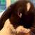 3 Holland lop little girls left! 3 thumbnail