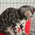 Bengal Cat 4 thumbnail