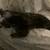 Cute black and biege kitten 10 thumbnail