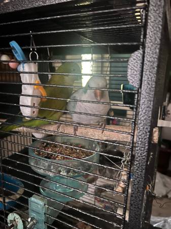 Pair of Quaker Parrots (Beulaville)63619037255683124