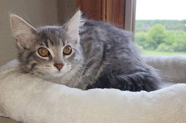 Gatita gris atigrada hembra de 15 semanas de edad. Adorable, tierna y cariñosa (Dousman)63470300862979121