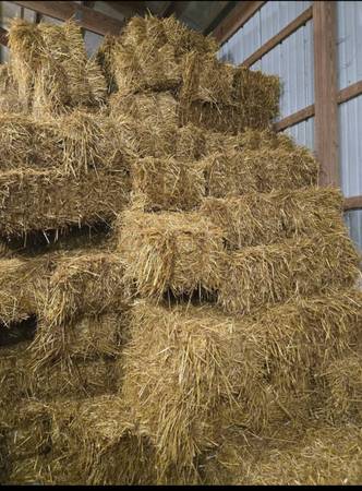 Oat Straw Square Bales for sale. 1