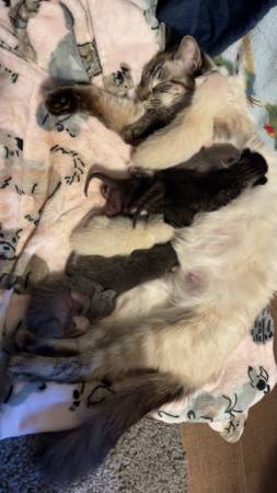 Kittens63927795614595121