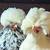 Polish Chicks 3 thumbnail