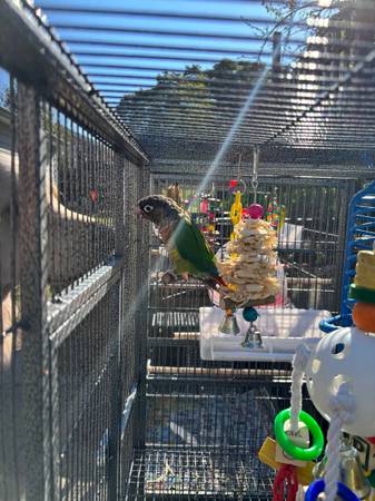 Jaula para pájaros extra ancha (walpole)63952290970755121
